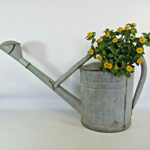 Zink gießkanne topf garten - gießkanne,